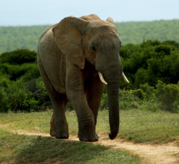 Mozambique safari destination